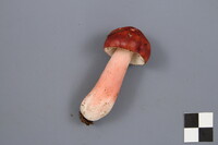 Russula peckii image